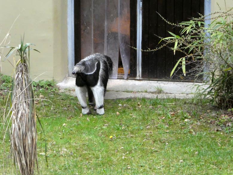 Große Ameisenbärin CHIQUITA am 13. April 2018 auf der Außenanlage im Grünen Zoo Wuppertal