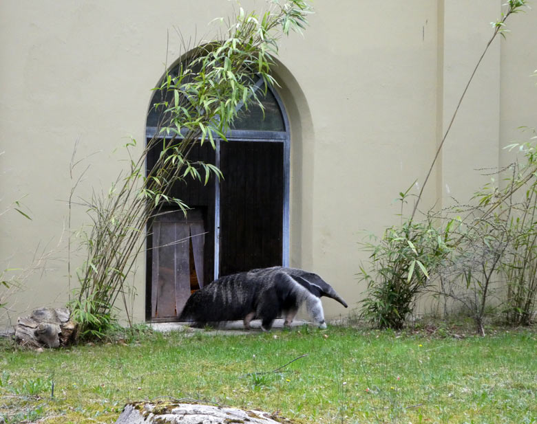 Große Ameisenbärin CHIQUITA am 13. April 2018 auf der Außenanlage im Zoo Wuppertal