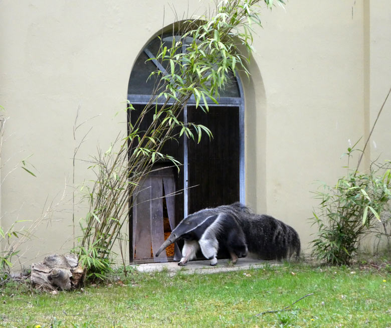 Große Ameisenbärin CHIQUITA am 13. April 2018 auf der Außenanlage im Zoologischen Garten der Stadt Wuppertal