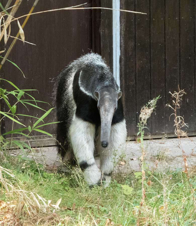 Große Ameisenbärin CHIQUITA am 23. August 2018 auf der Außenanlage am Südamerikahaus im Grünen Zoo Wuppertal