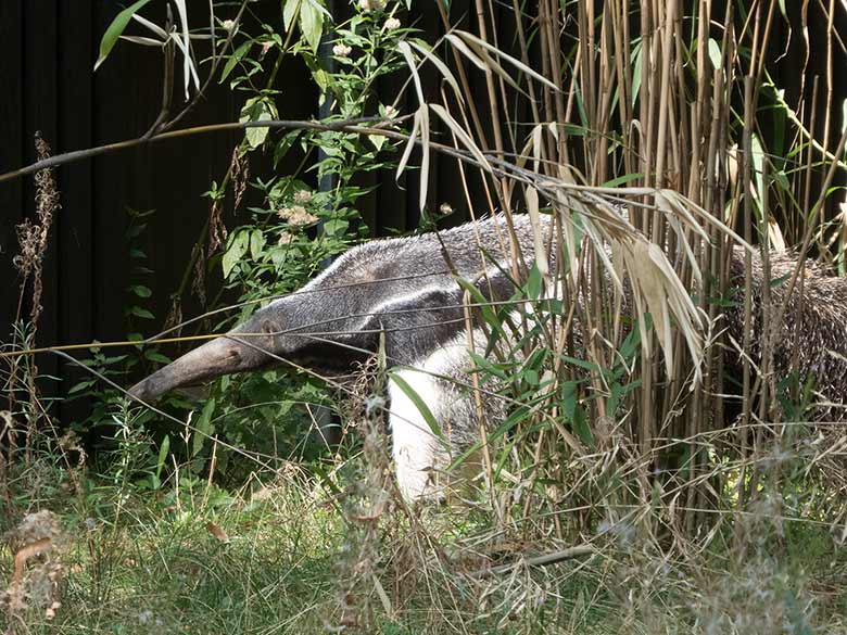 Große Ameisenbärin CHIQUITA am 23. August 2018 auf der Außenanlage am Südamerikahaus im Zoologischen Garten Wuppertal