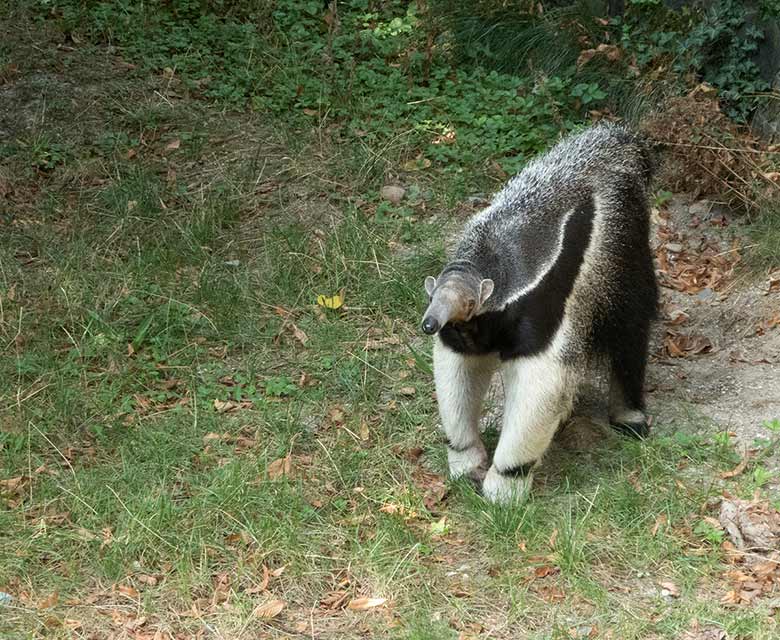 Große Ameisenbärin CHIQUITA am 23. August 2018 auf der Außenanlage am Südamerikahaus im Zoo Wuppertal