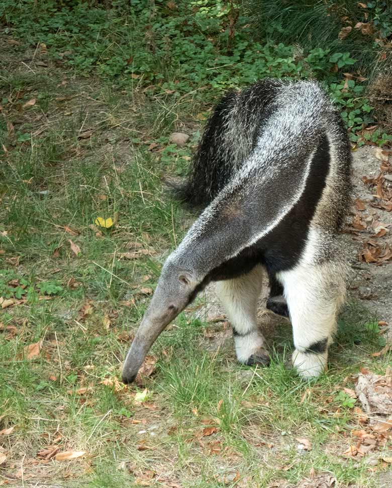 Große Ameisenbärin CHIQUITA am 23. August 2018 auf der Außenanlage am Südamerikahaus im Wuppertaler Zoo