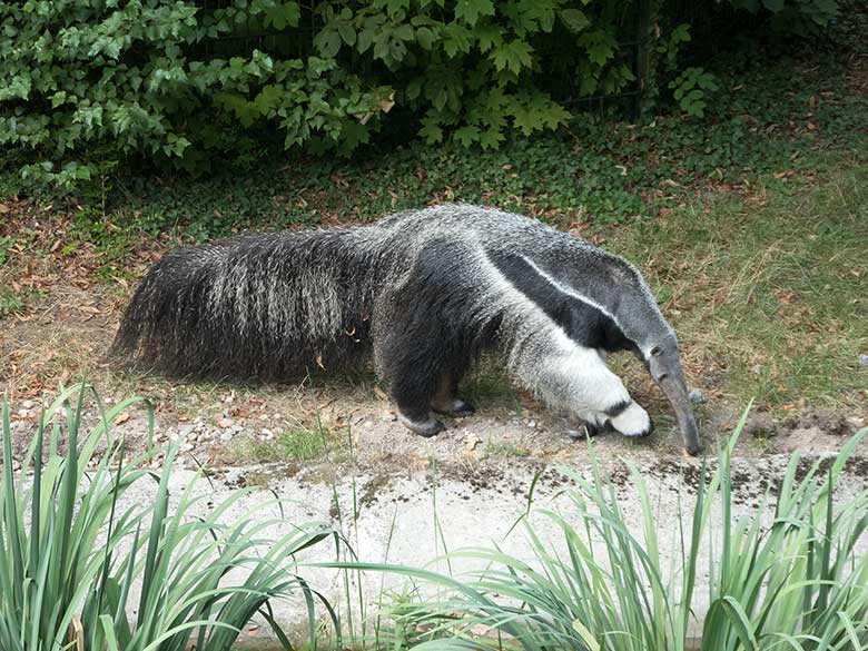 Große Ameisenbärin CHIQUITA am 23. August 2018 auf der Außenanlage am Südamerikahaus im Grünen Zoo Wuppertal