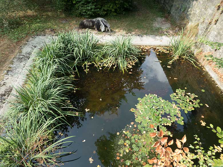 Große Ameisenbärin CHIQUITA am 23. August 2018 auf der Außenanlage am Südamerikahaus im Zoologischen Garten der Stadt Wuppertal