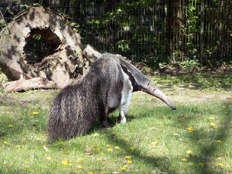 Große Ameisenbärin CHIQUITA am 19. April 2019 auf der Außenanlage am Südamerika-Haus im Zoologischen Garten der Stadt Wuppertal