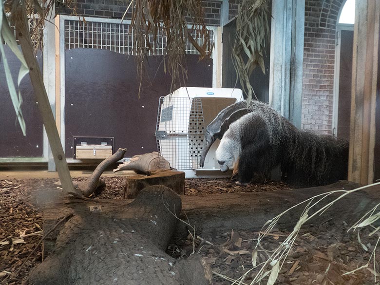 Große Ameisenbärin CHIQUITA am 19. April 2019 beim Kistentraining im Südamerika-Haus im Wuppertaler Zoo