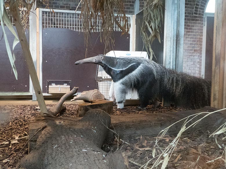 Große Ameisenbärin CHIQUITA am 19. April 2019 beim Kistentraining im Südamerika-Haus im Grünen Zoo Wuppertal