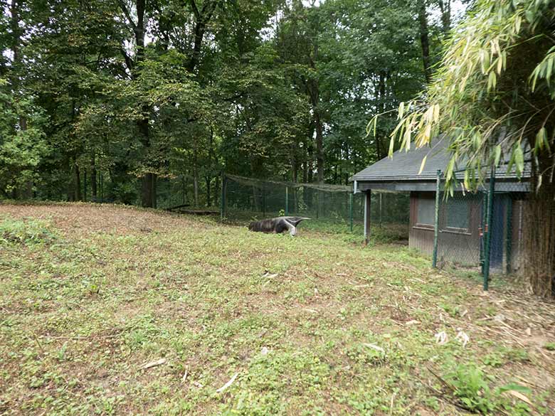 Große Ameisenbärin CHIQUITA am 30. Juli 2019 auf der Außenanlage ihres neuen Geheges neben dem Gehege der Mandschurenkraniche im Zoologischen Garten Wuppertal