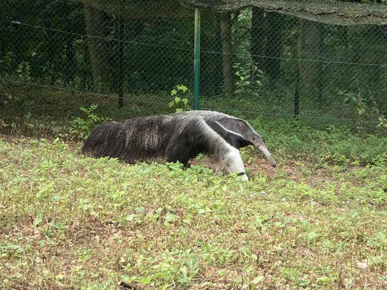 Große Ameisenbärin CHIQUITA am 30. Juli 2019 auf der Außenanlage ihres neuen Geheges neben dem Gehege der Mandschurenkraniche im Grünen Zoo Wuppertal