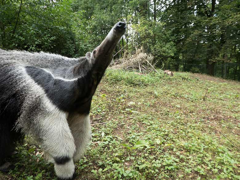 Große Ameisenbärin CHIQUITA am 30. Juli 2019 auf der Außenanlage ihres neuen Geheges neben dem Gehege der Mandschurenkraniche im Wuppertaler Zoo