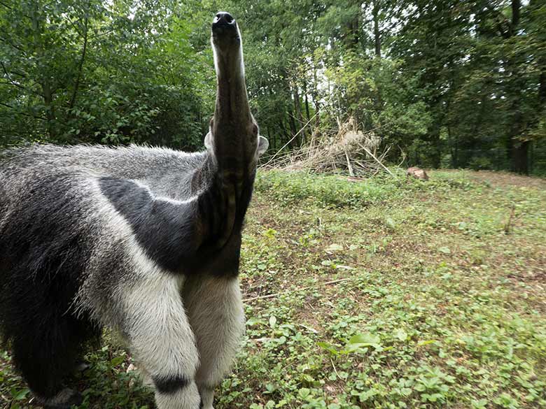 Große Ameisenbärin CHIQUITA am 30. Juli 2019 auf der Außenanlage ihres neuen Geheges neben dem Gehege der Mandschurenkraniche im Zoologischen Garten der Stadt Wuppertal