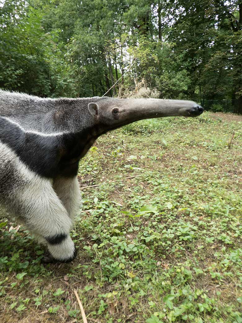 Große Ameisenbärin CHIQUITA am 30. Juli 2019 auf der Außenanlage ihres neuen Geheges neben dem Gehege der Mandschurenkraniche im Grünen Zoo Wuppertal