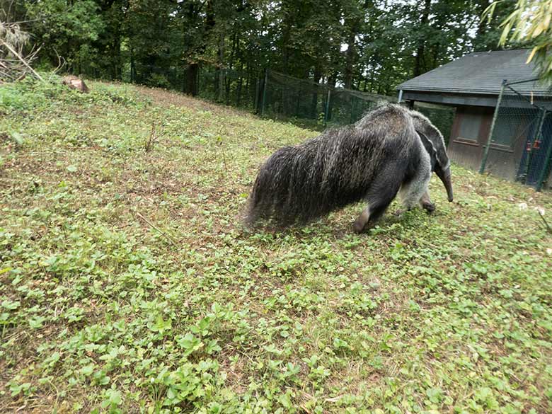 Große Ameisenbärin CHIQUITA am 30. Juli 2019 auf der Außenanlage ihres neuen Geheges neben dem Gehege der Mandschurenkraniche im Zoo Wuppertal