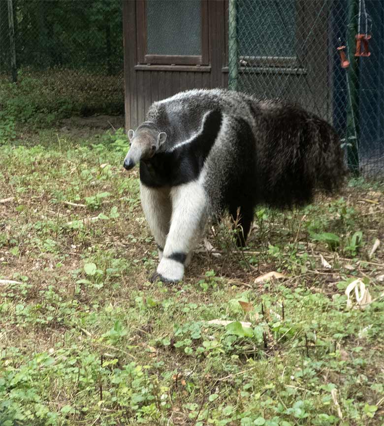 Große Ameisenbärin CHIQUITA am 30. Juli 2019 auf der Außenanlage ihres neuen Geheges neben dem Gehege der Mandschurenkraniche im Wuppertaler Zoo