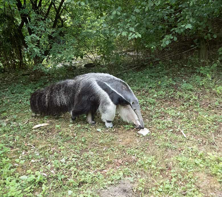 Große Ameisenbärin CHIQUITA am 30. Juli 2019 auf der Außenanlage ihres neuen Geheges neben dem Gehege der Mandschurenkraniche im Zoologischen Garten Wuppertal