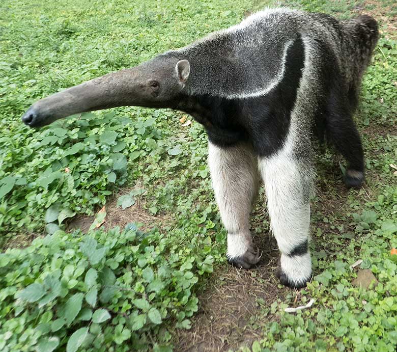 Große Ameisenbärin Chiquita am 23. September 2019 auf der Außenanlage im Grünen Zoo Wuppertal