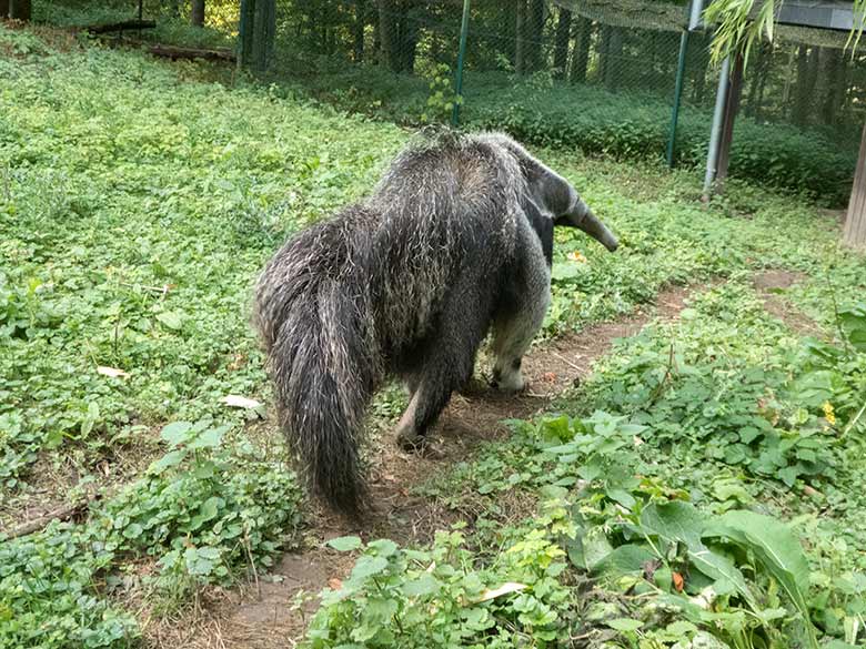 Große Ameisenbärin Chiquita am 23. September 2019 auf der Außenanlage im Zoologischen Garten Wuppertal