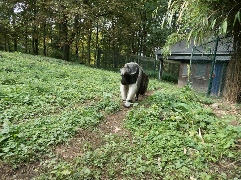 Große Ameisenbärin Chiquita am 23. September 2019 auf der Außenanlage im Zoologischen Garten Wuppertal