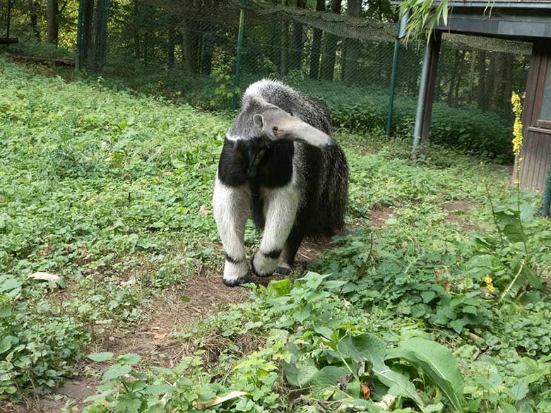 Große Ameisenbärin Chiquita am 23. September 2019 auf der Außenanlage im Zoo Wuppertal