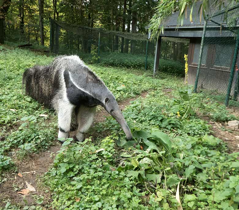 Große Ameisenbärin Chiquita am 23. September 2019 auf der Außenanlage im Wuppertaler Zoo