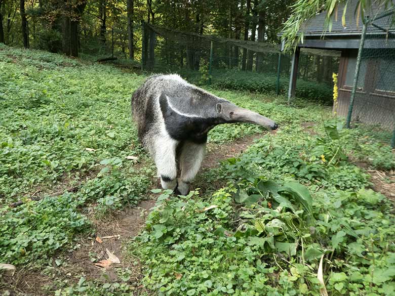 Große Ameisenbärin Chiquita am 23. September 2019 auf der Außenanlage im Grünen Zoo Wuppertal