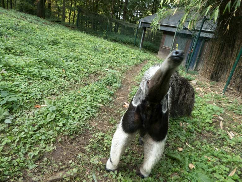 Große Ameisenbärin Chiquita am 23. September 2019 auf der Außenanlage im Zoologischen Garten der Stadt Wuppertal