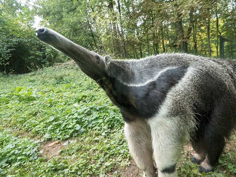 Große Ameisenbärin Chiquita am 23. September 2019 auf der Außenanlage im Zoo Wuppertal