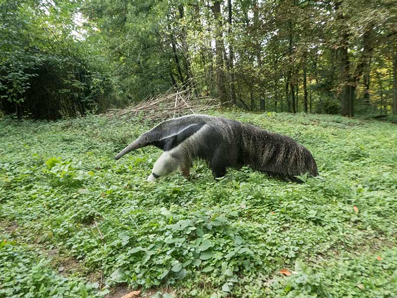 Große Ameisenbärin Chiquita am 23. September 2019 auf der Außenanlage im Wuppertaler Zoo