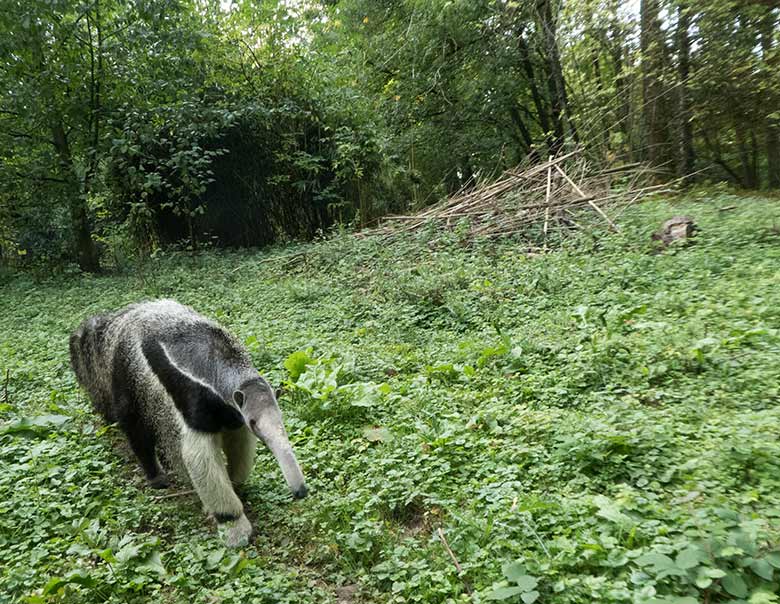 Große Ameisenbärin Chiquita am 23. September 2019 auf der Außenanlage im Grünen Zoo Wuppertal