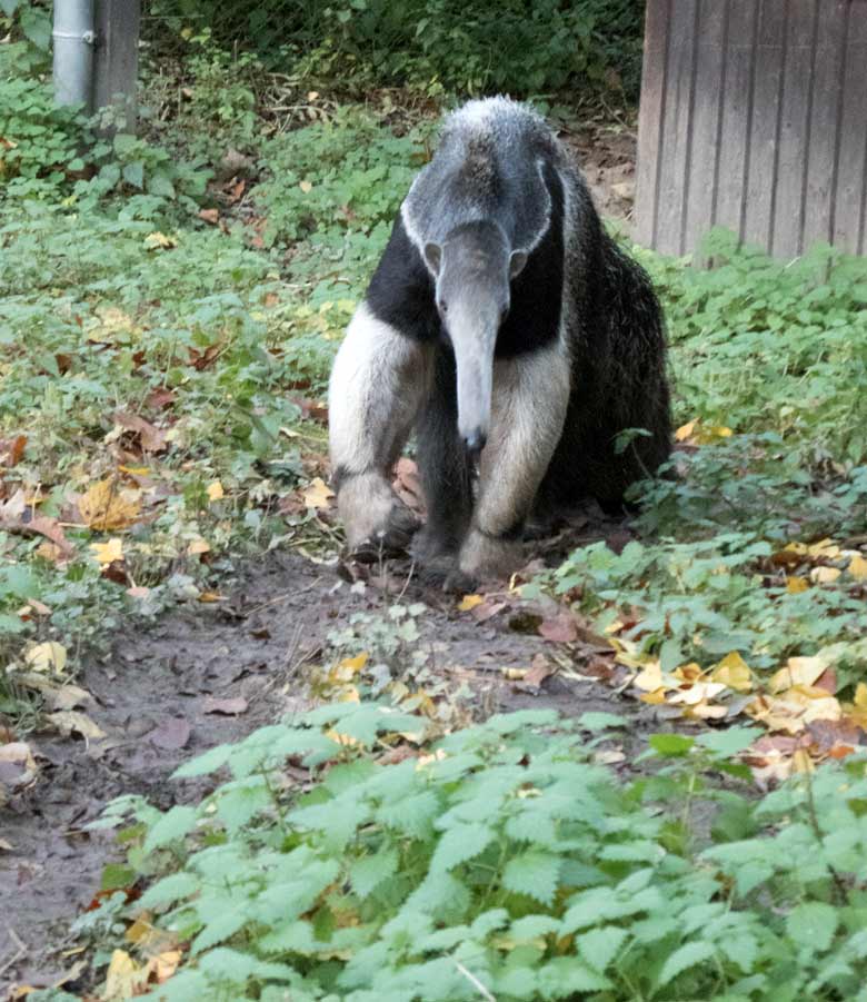 Große Ameisenbärin CHIQUITA am 23. November 2019 auf der Außenanlage im Grünen Zoo Wuppertal