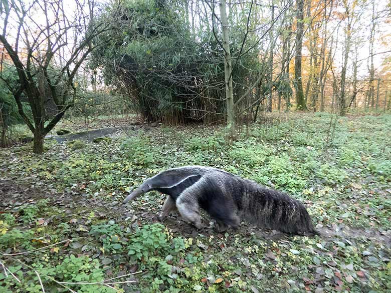 Große Ameisenbärin CHIQUITA am 23. November 2019 auf der Außenanlage im Zoologischen Garten Wuppertal