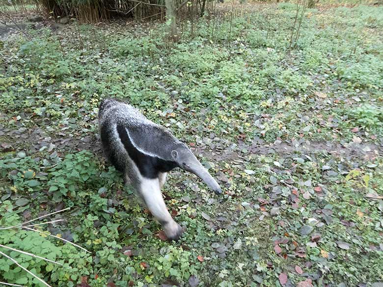 Große Ameisenbärin CHIQUITA am 23. November 2019 auf der Außenanlage im Zoo Wuppertal