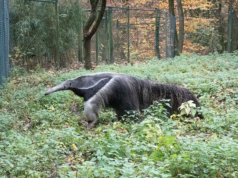 Große Ameisenbärin CHIQUITA am 26. November 2019 auf der Außenanlage im Wuppertaler Zoo