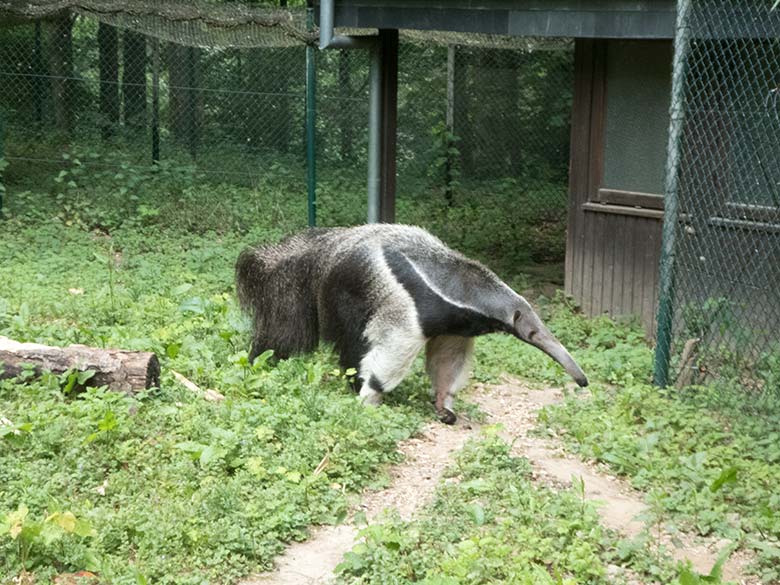 Große Ameisenbärin CHIQUITA am 24. Mai 2020 an der Außenanlage im Zoologischen Garten Wuppertal