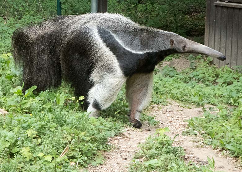 Große Ameisenbärin CHIQUITA am 24. Mai 2020 an der Außenanlage im Wuppertaler Zoo