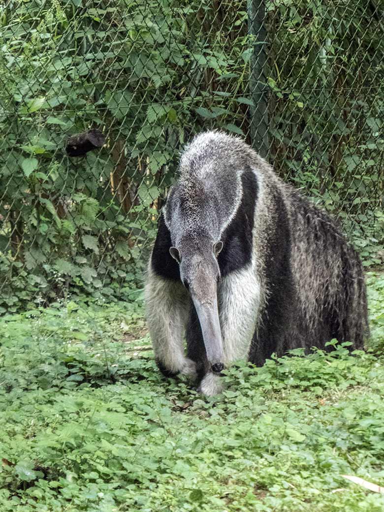 Große Ameisenbärin CHIQUITA am 19. Juli 2020 auf der Außenanlage im Zoologischen Garten Wuppertal