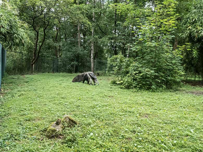 Große Ameisenbärin CHIQUITA am 19. Juli 2020 auf der Außenanlage im Wuppertaler Zoo