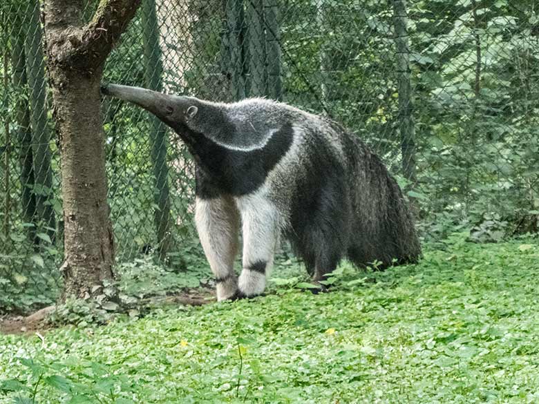 Große Ameisenbärin CHIQUITA am 19. Juli 2020 auf der Außenanlage im Zoo Wuppertal