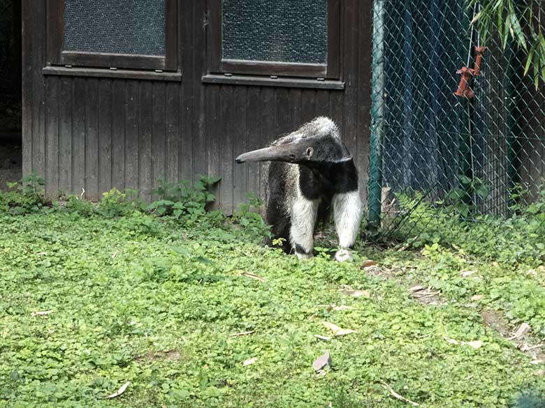 Große Ameisenbärin CHIQUITA am 21. Juli 2020 auf der Außenanlage im Grünen Zoo Wuppertal