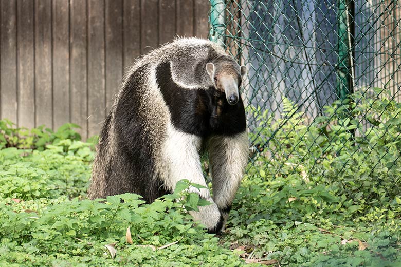 Große Ameisenbärin CHIQUITA am 28. August 2020 auf der Außenanlage im Zoologischen Garten Wuppertal