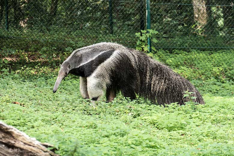 Große Ameisenbärin CHIQUITA am 28. August 2020 auf der Außenanlage im Zoo Wuppertal