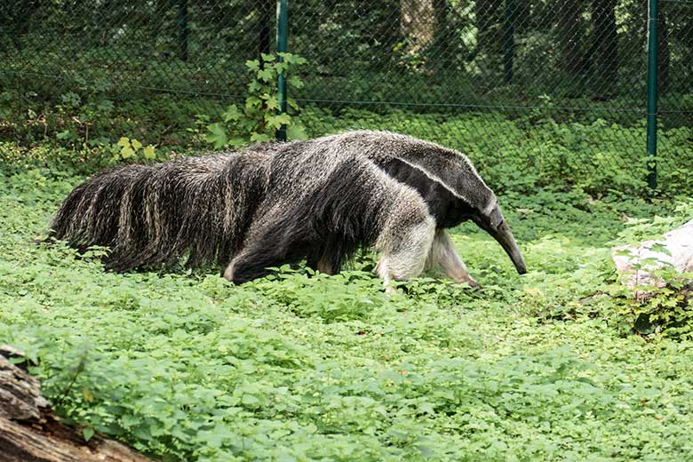 Große Ameisenbärin CHIQUITA am 28. August 2020 auf der Außenanlage im Wuppertaler Zoo