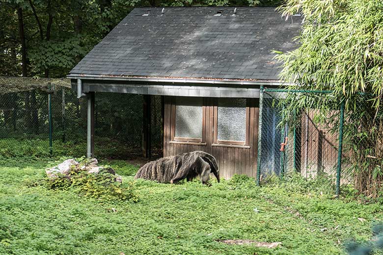 Große Ameisenbärin CHIQUITA am 28. August 2020 auf der Außenanlage im Zoologischen Garten der Stadt Wuppertal