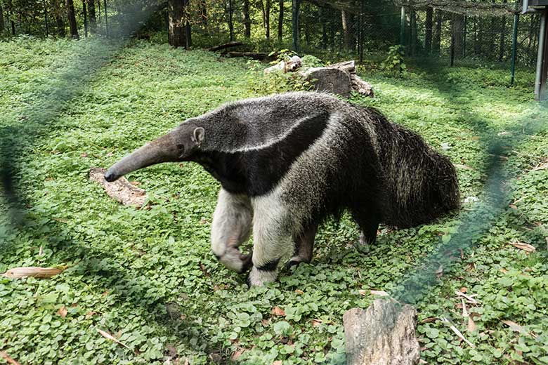 Große Ameisenbärin CHIQUITA am 28. August 2020 auf der Außenanlage im Grünen Zoo Wuppertal