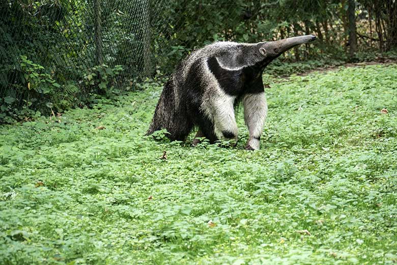 Große Ameisenbärin CHIQUITA am 28. August 2020 auf der Außenanlage im Zoo Wuppertal