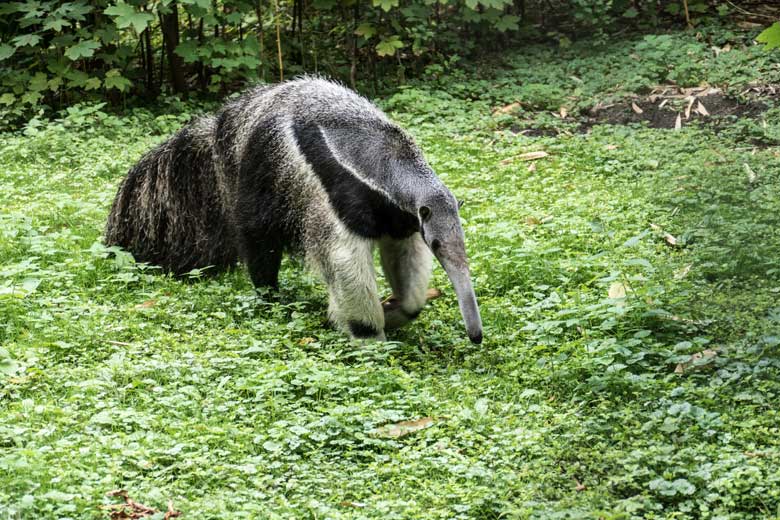 Große Ameisenbärin CHIQUITA am 28. August 2020 auf der Außenanlage im Wuppertaler Zoo