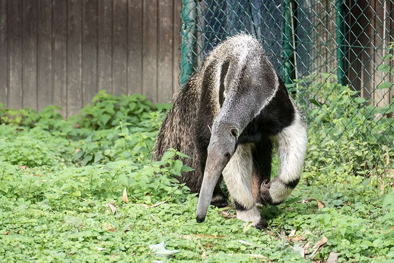 Große Ameisenbärin CHIQUITA am 28. August 2020 auf der Außenanlage im Zoologischen Garten Wuppertal