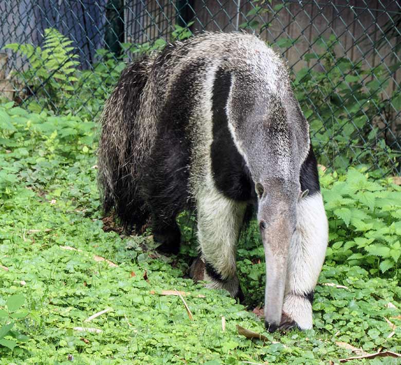 Große Ameisenbärin CHIQUITA am 5. September 2020 auf der Außenanlage im Zoologischen Garten Wuppertal