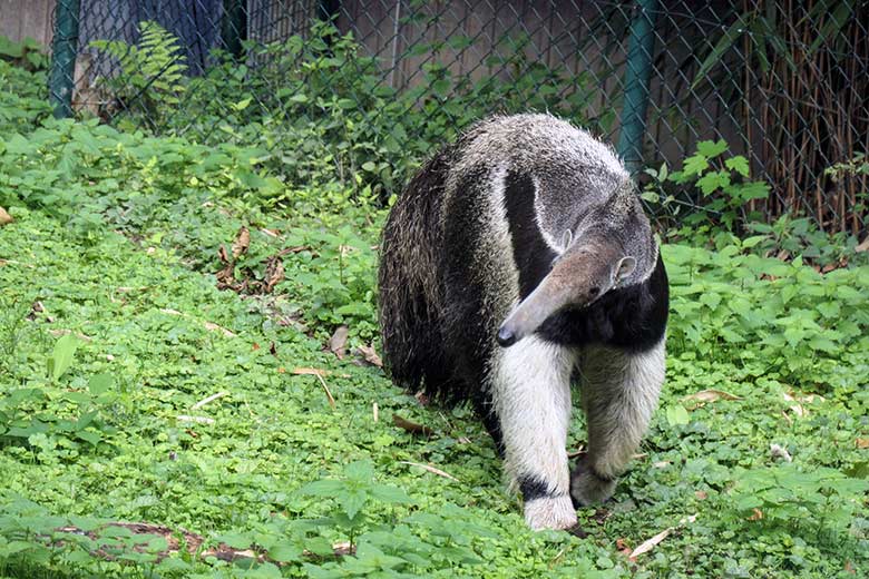 Große Ameisenbärin CHIQUITA am 5. September 2020 auf der Außenanlage im Wuppertaler Zoo